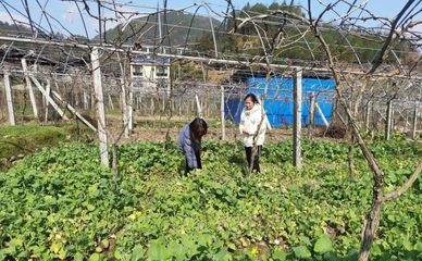 壽寧犀溪 科技特派員田間“把脈問診”，精準助力春耕生產