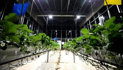 科技普惠與拼多多的農業長期主義 從田間到餐桌的數字變革